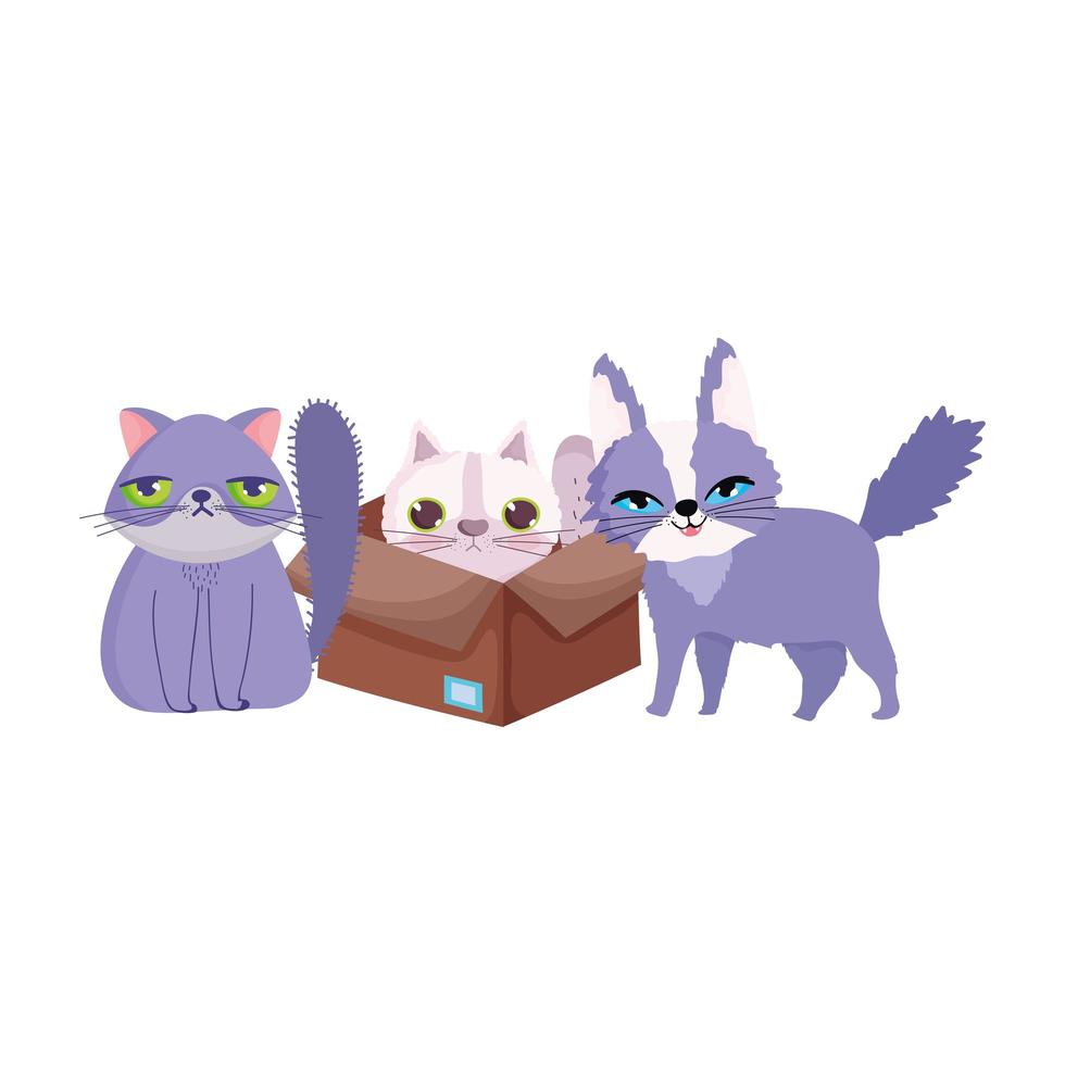 pet shop, gatos feios e fofinhos em caixa animal doméstico desenho animado  1848144 Vetor no Vecteezy